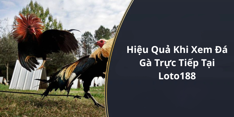 Hiệu Quả Khi Xem Đá Gà Trực Tiếp Tại Loto188
