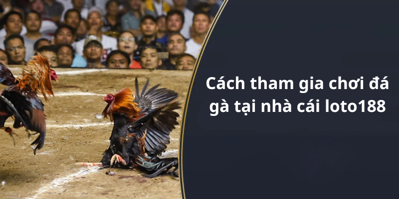 Cách tham gia chơi đá gà tại nhà cái loto188