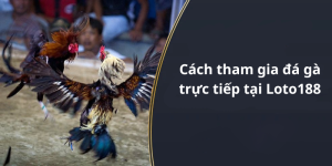Cách tham gia đá gà trực tiếp tại Loto188