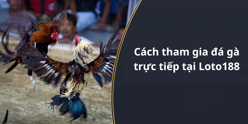 Cách tham gia đá gà trực tiếp tại Loto188