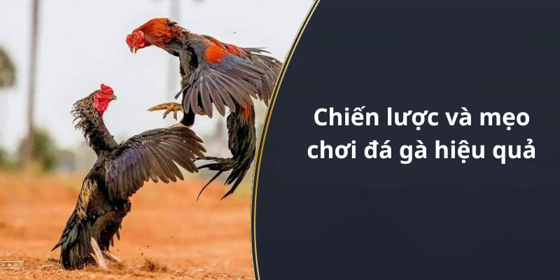 Chiến lược và mẹo chơi đá gà hiệu quả