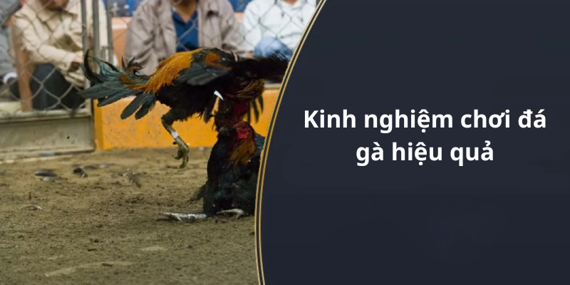 Kinh nghiệm chơi đá gà hiệu quả