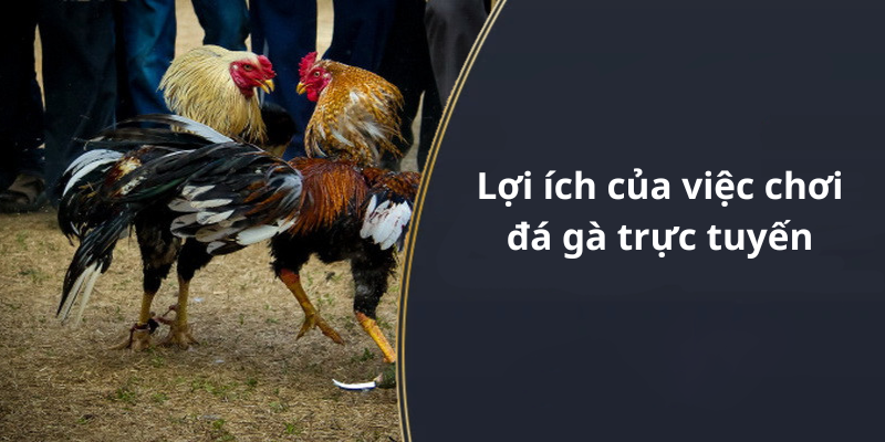 Lợi ích của việc chơi đá gà trực tuyến