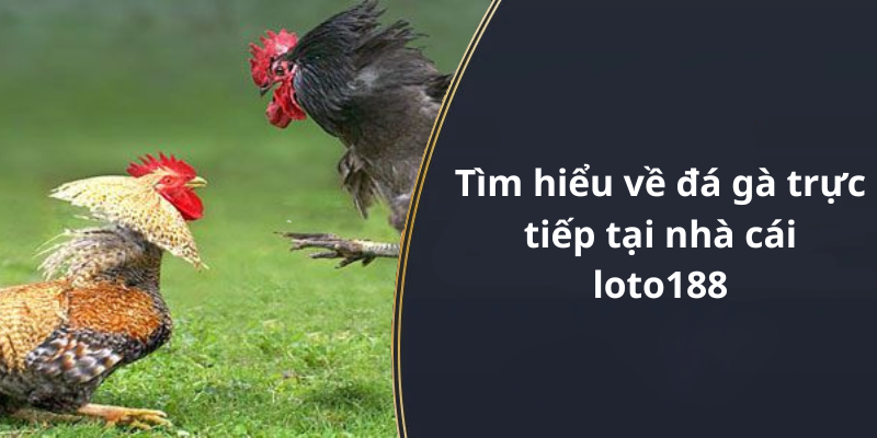 Tìm hiểu về đá gà trực tiếp tại nhà cái loto188